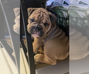 Bulldog Puppy for sale in HOLLYWOOD, FL, USA