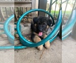 Small Photo #7 German Shepherd Dog Puppy For Sale in CYPRESS, TX, USA