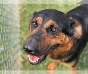 Australian Shepherd-Unknown Mix Dogs for adoption in Tulsa, OK, USA