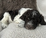Puppy Grand Rouge Poodle (Standard)