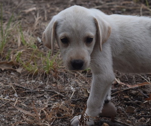 Labrador Retriever Puppy for sale in LANE, OK, USA