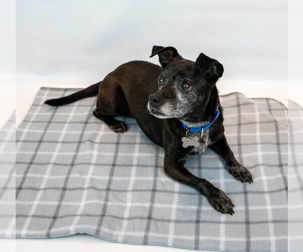 Medium Photo #6 Mutt Puppy For Sale in Kennesaw, GA, USA