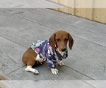 Small #4 Dachshund