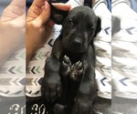 Small Photo #6 Great Dane Puppy For Sale in TWAIN HARTE, CA, USA