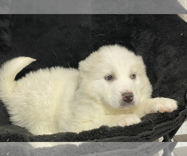 Medium Photo #4 Great Pyrenees Puppy For Sale in CANOGA, NY, USA