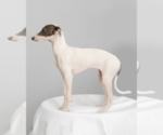 Small #2 Italian Greyhound