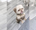 Small #1 Shih Tzu