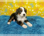 Small Photo #87 Bernedoodle Puppy For Sale in COLORADO SPRINGS, CO, USA