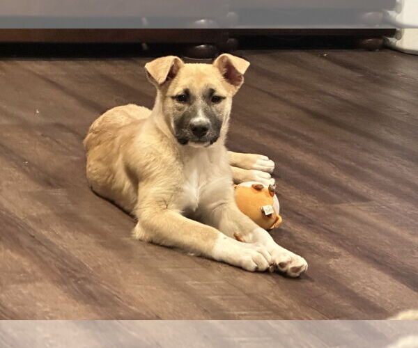 Medium Photo #2 Shepradors Puppy For Sale in Princeton, MN, USA