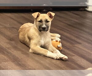 Pistachio - Female Shepradors Dog for Adoption - Photo #2