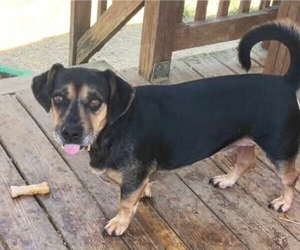 Medium Photo #4 Dachsahoula Puppy For Sale in Wetumpka, AL, USA