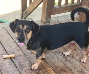 260807  Ozzy - Male Dachsahoula Dog for Adoption - Photo #4