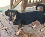 Small Photo #4 Dachsahoula Puppy For Sale in Wetumpka, AL, USA