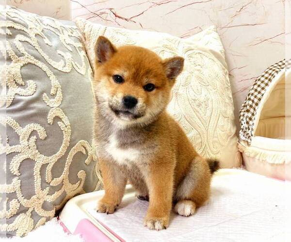 Full screen Photo #1 Shiba Inu Puppy For Sale in SEATTLE, WA, USA