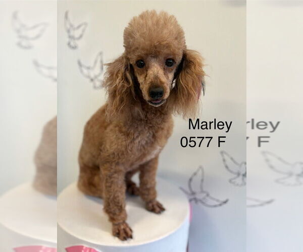 Medium Photo #1 Poodle (Miniature) Puppy For Sale in Studio City, CA, USA