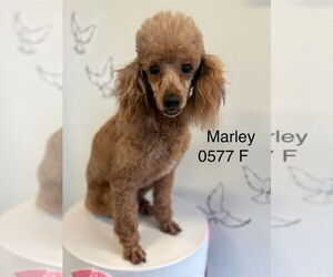 Poodle (Miniature) Dogs for adoption in Studio City, CA, USA
