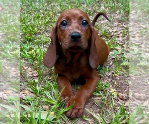 Redbone Coonhound Puppy for Sale in BILLINGSLEY, Alabama USA