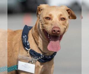 Labrador Retriever-Unknown Mix Dogs for adoption in San Diego, CA, USA