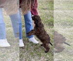 Small Photo #4 Cavapoo Puppy For Sale in ITASCA, TX, USA