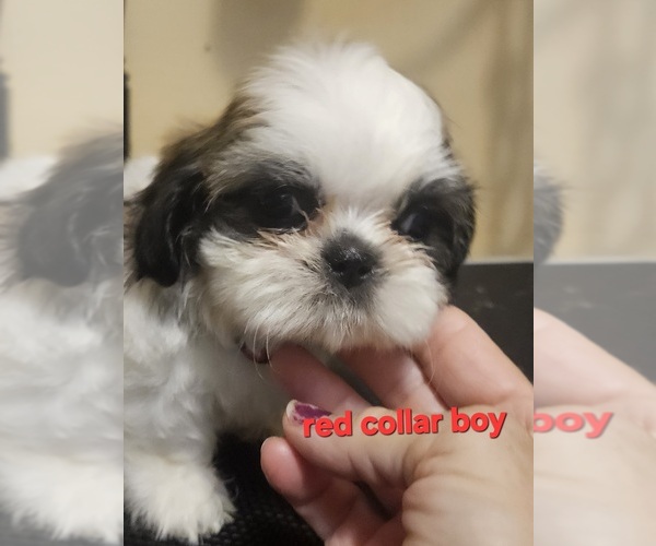 Medium Photo #10 Shih Tzu Puppy For Sale in WOODSFIELD, OH, USA