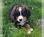 Puppy 0 Bernese Mountain Dog