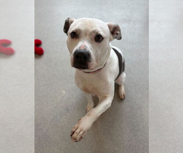 Medium Photo #3 Mutt Puppy For Sale in Jefferson, WI, USA