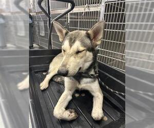 - Mix Dogs for adoption in Houston, TX, USA