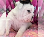 Puppy Biscotti English Bulldog