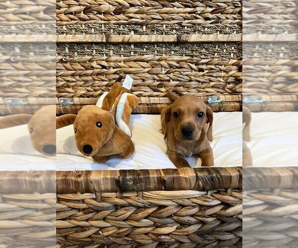 Medium Photo #4 Dachshund Puppy For Sale in SAN DIEGO, CA, USA