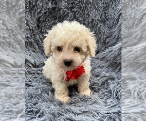 Cavapoo Puppy for sale in JEFFERSONVILLE, IN, USA