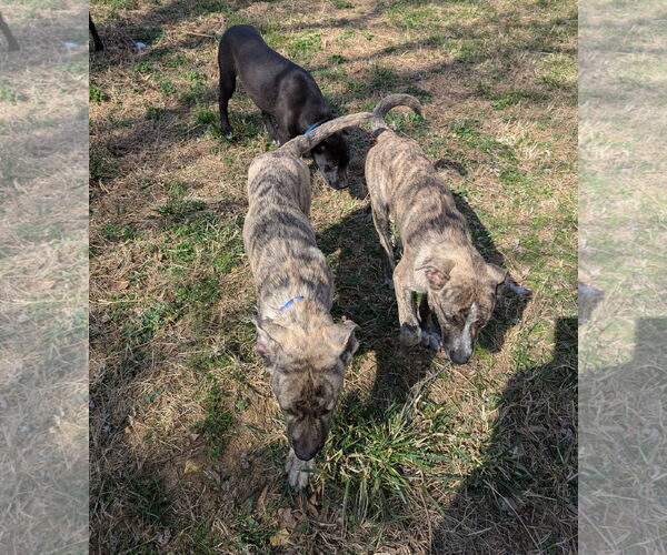 Medium Photo #9 Gerberian Shepsky Puppy For Sale in White Bluff, TN, USA