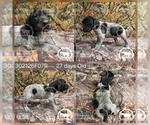 Small #3 German Shorthaired Pointer
