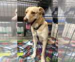 Small #2 Labrador Retriever Mix