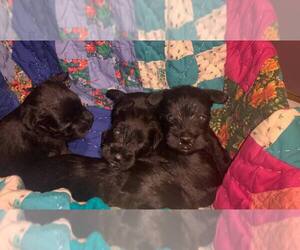 Schnauzer (Miniature) Puppy for sale in KOKOMO, IN, USA