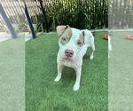 Small #1 American Pit Bull Terrier Mix