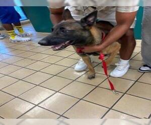 Mutt Dogs for adoption in West Palm Beach, FL, USA