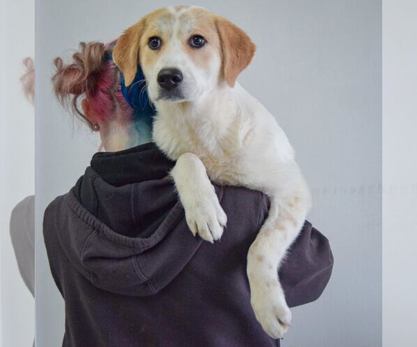 Medium Photo #4 Labrenees Puppy For Sale in Huntley, IL, USA