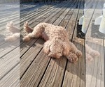 Small Photo #1 Goldendoodle (Miniature) Puppy For Sale in GASTONIA, NC, USA