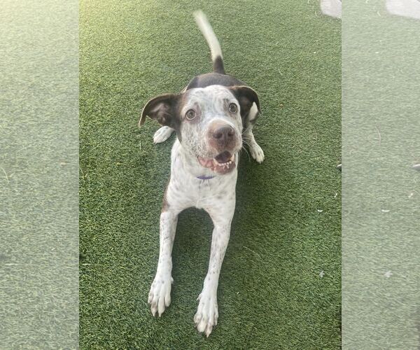 Medium Photo #22 Mutt Puppy For Sale in Pompano Beach , FL, USA