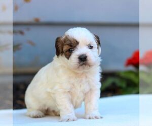 ShihPoo Puppy for sale in EAST EARL, PA, USA