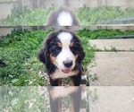 Small #11 Bernese Mountain Dog