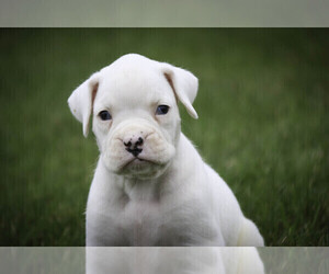 Boxer Puppy for sale in SHIPSHEWANA, IN, USA