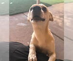 Small #1 Chihuahua Mix