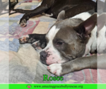 Small #1 American Bulldog Mix