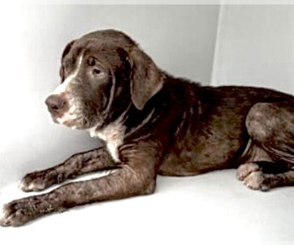 Medium Photo #2 American Pit Bull Terrier-Labrador Retriever Mix Puppy For Sale in Houston, TX, USA
