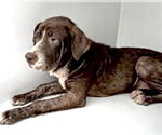 Small #1 American Pit Bull Terrier-Labrador Retriever Mix