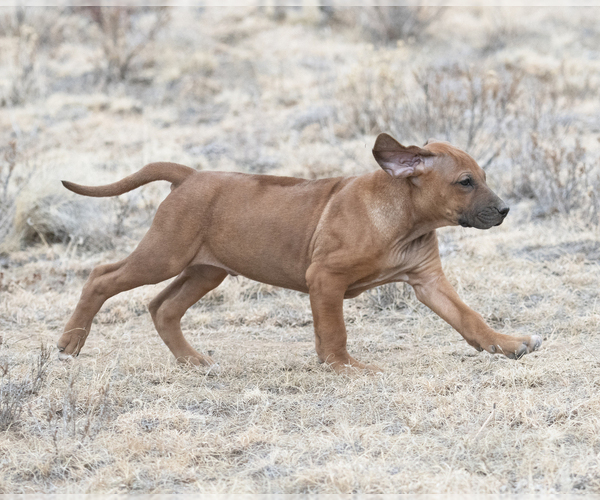Medium Photo #5 Rhodesian Ridgeback Puppy For Sale in FAIRPLAY, CO, USA