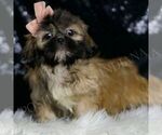 Small #3 Shih Tzu