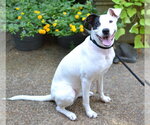 Small #2 Labrador Retriever Mix
