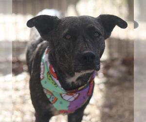 Mutt Dogs for adoption in San Antonio, TX, USA